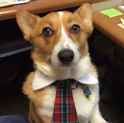 Worldofthecutestcuties:  My Sister Is The Only One Working In Her Office Today, So