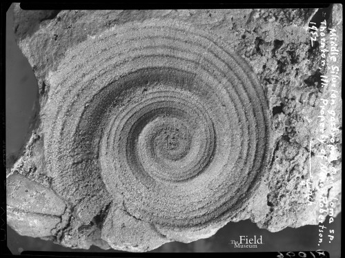 fieldmuseumphotoarchives:Fossil Friday, Gastropod.© The Field Museum, GEO81096.Silurian gastropod. T