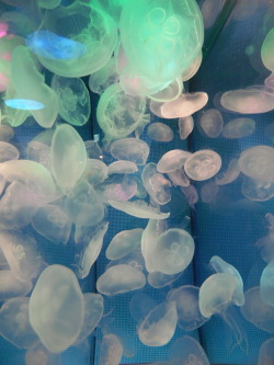 pxrtret:    Shinagawa Aquarium, Tokyo, Japan.