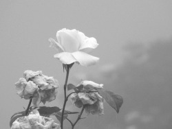 frailspirited:  x