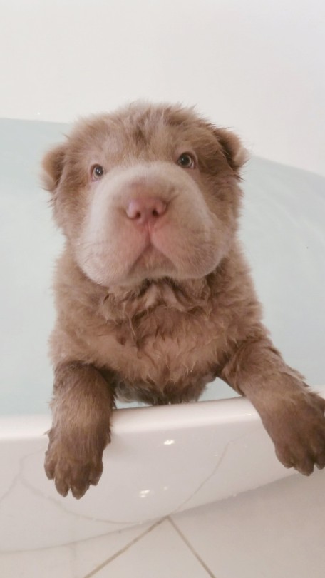 bear coat tonkey