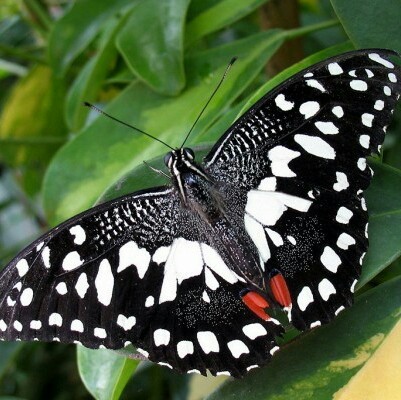 prince-ghost-cat:  my names butterfly and i care what you think 
