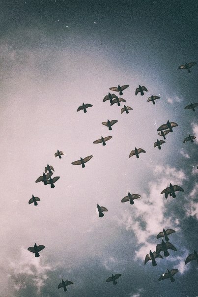 calms:  nature/vintage blog     