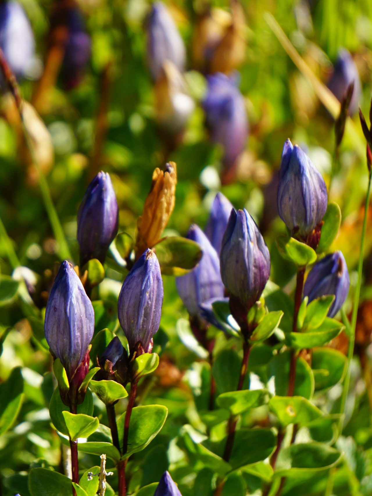 A cluster of 8 tightly closed purple flowers easily mistaken for buds about to bloom.