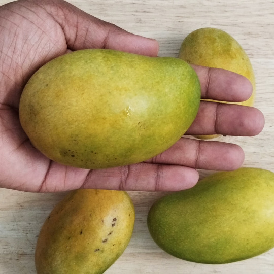 Amrapali Mango