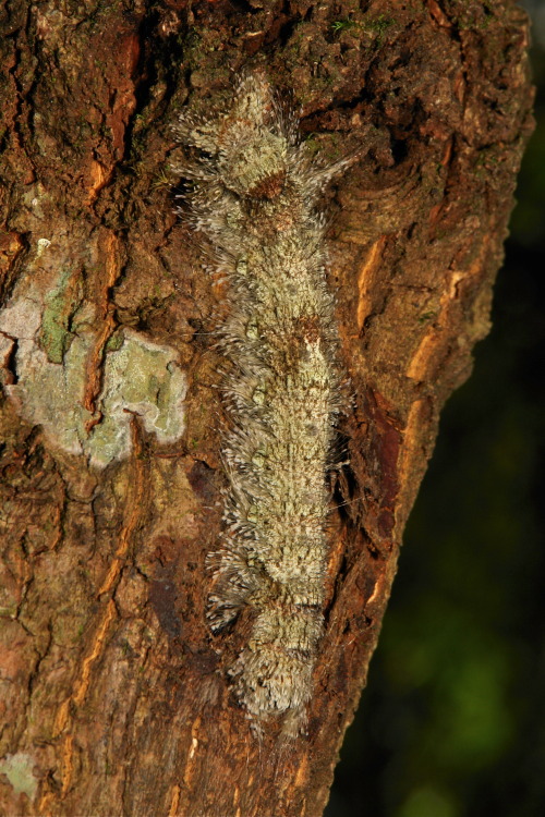 sinobug:Moth Caterpillar (Lasiocampidae) These large Lasiocampid caterpillars (this individual 10cm