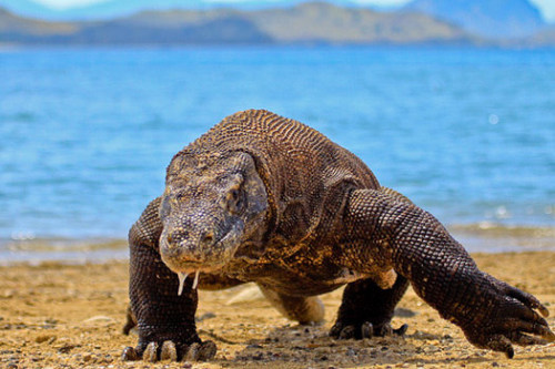 Dragon Watching: Exploring Komodo Island