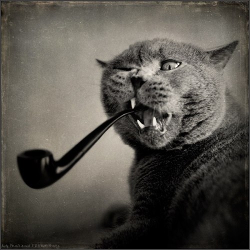 thefrogman:  This is Tomcat by Andy Prokh [vk] [h/t: fer1972]        