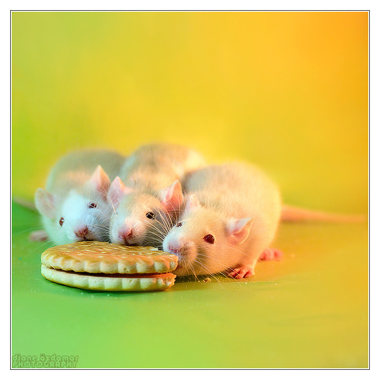 scalestails:  Every time I hear “Rats aren’t cute, they’re gross!” or “How