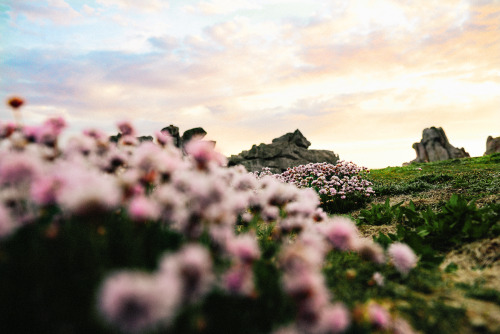 This island&rsquo;s flora is at the origin of one of the purest honeys of the world: the honey of Ou