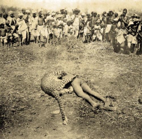 historylover1230:The Gunsore man-eater after it was shot by British officer W. A. Conduitt on 21 Apr