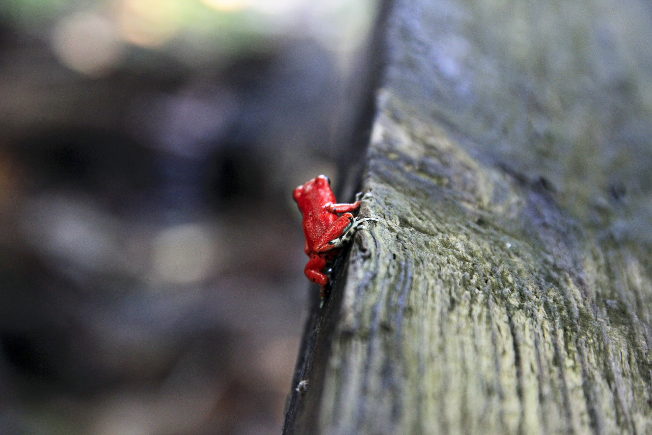 nemoi:  tiny frog bum (via Magalie L’Abbé)