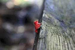Nemoi:  Tiny Frog Bum (Via Magalie L’abbé)