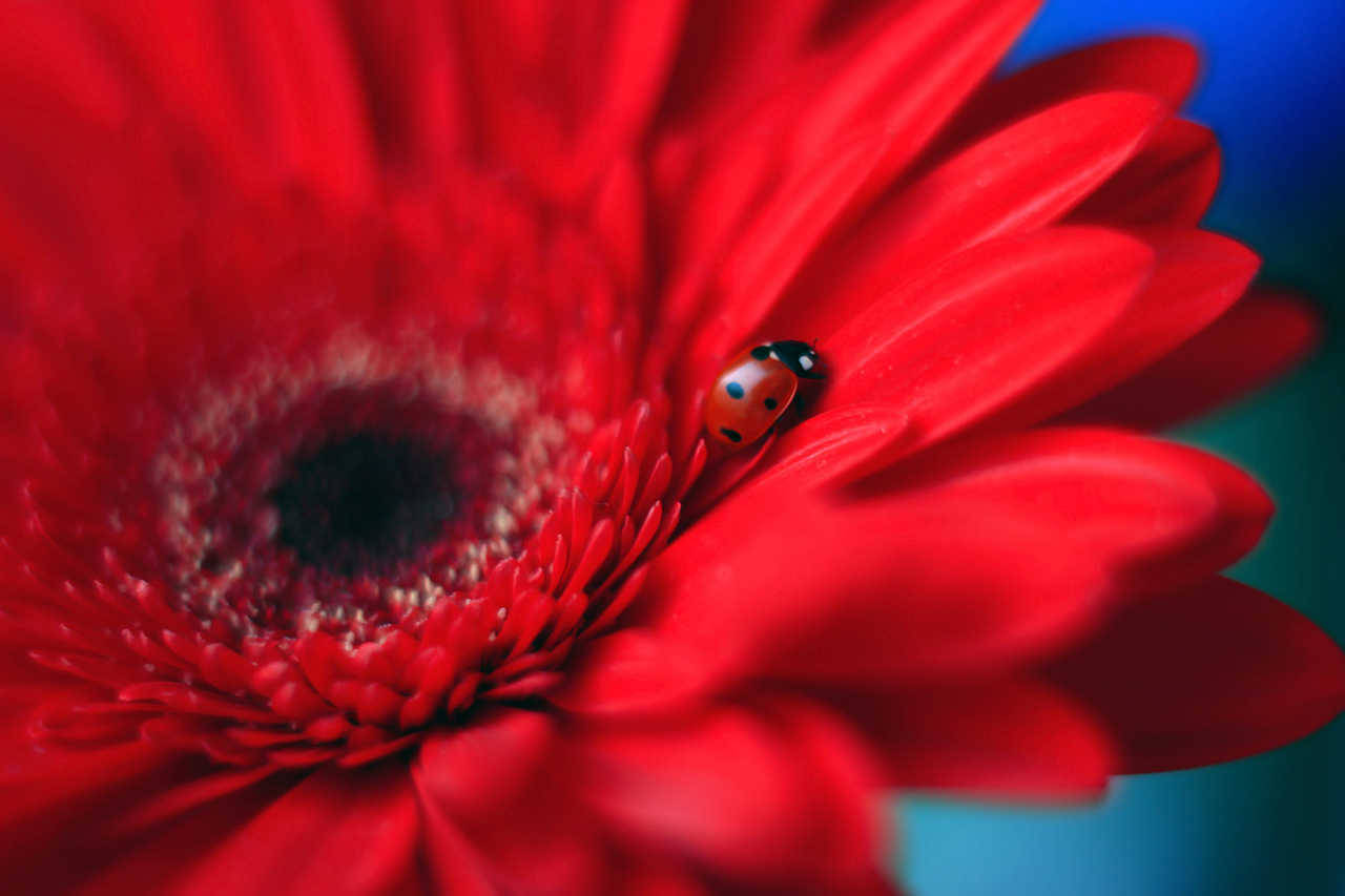 atraversso:   Stellaria &amp; Daisy by Elena Andreeva   