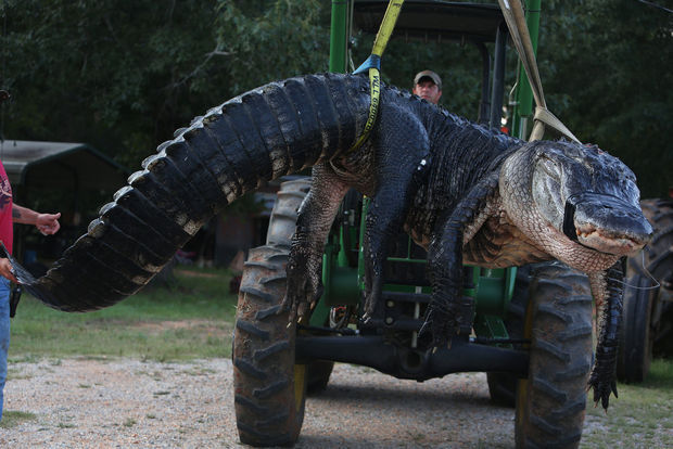 redwhiteandhammered:  stunningpicture:  Massive 1011.5lb alligator caught in Hilton