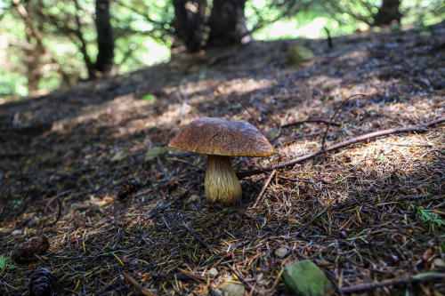 steepravine:Beautiful Boletus Fibrillosus In SituThese beautiful mushrooms are in the porcini clade 