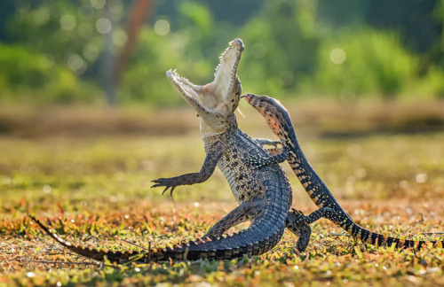 frog-and-toad-are-friends:kingjaspy:gayy:end0skeletal:by Hendy Lie@kingjaspy yehawRIDEyeeeeeeEEEEEHA