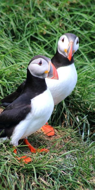 Puffins, bird pair, exotic birds , 1080x2160 wallpaper @wallpapersmug : http://bit.ly/2EBfd6v - http