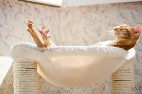 coolcatgroup:mostlycatsmostly:котэ (by Milijyojik)I aspire to be this comfy