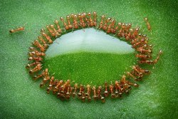 natgeoyourshot:  Top Shot: Ants March In