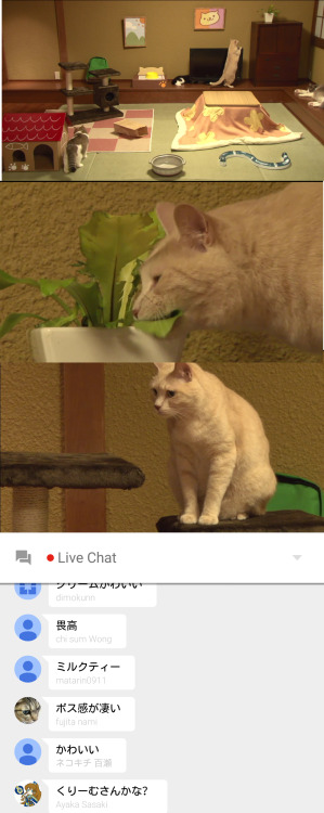 eu-lette:  disgustinganimals:  rabbivole:  piddlebucket:  superattacku:  Last night at 10pm EST, GooglePlay streamed a real life version of their popular phone game “Neko Atsume”, placing cats that looked the same as the one in the game into a room