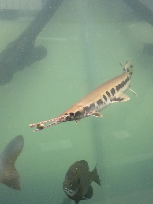 miserable-spit:homofaggins:nyehs:THE other day I went to a museum in my town and they had a gar in t