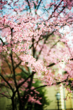 drxgonfly:  In the Springtime (by *December