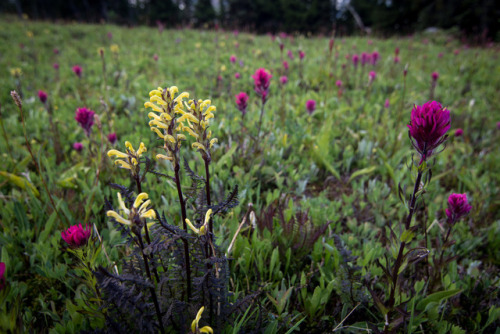 Mt Rainier wildflowers by tweetsandchirps