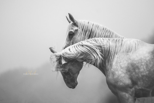 beautifulklicks:Majken Soelberg 25 year old, danish based equine photographer. Learning every day… h