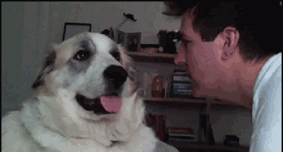 huffingtonpost:  28 Dogs Who Are Winning At Life 