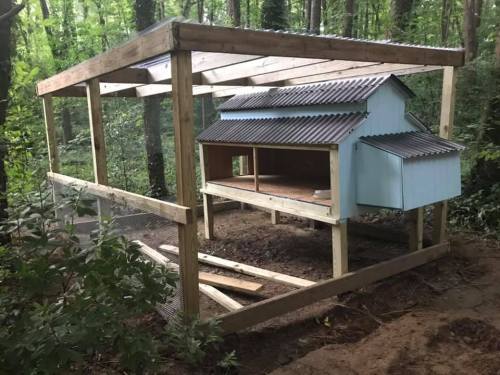 Our little chicken coop and run in the woods. Well. “Little.” The run is 10′x12′, the coop is 8′x4′x