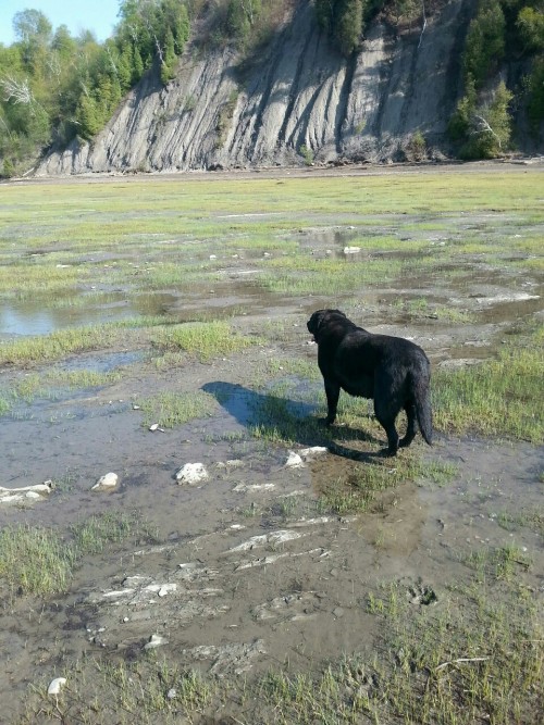 trip to the beach with @cinensis, his twin, my dog Bousco and I :) it was really fun!! Look!! Cin is