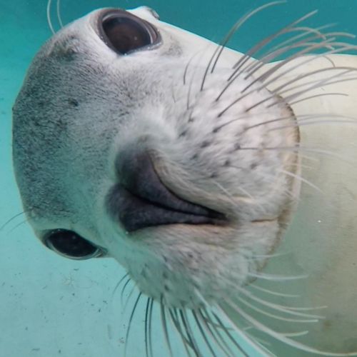 Is that GoPro turned on? Photo from a trip to Hopkins Island this season. The Australian Sealions ar