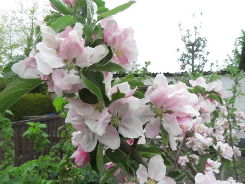 Apfelblüten | Apple blossomsMalus sp.