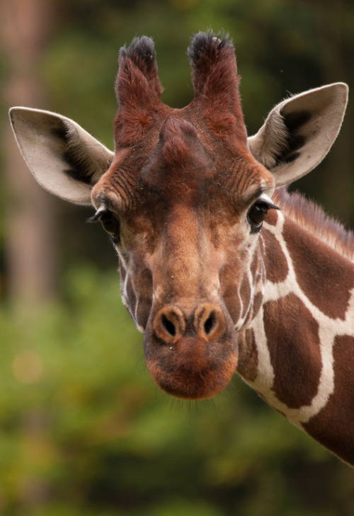 animal-obsession: Giraffe - Klaus Lechten