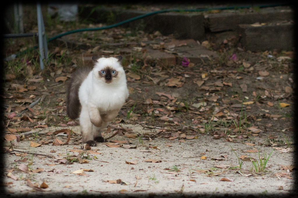 allyspock:  catsbeaversandducks:  Fun in the Yard with Milo and Diesel Photos and