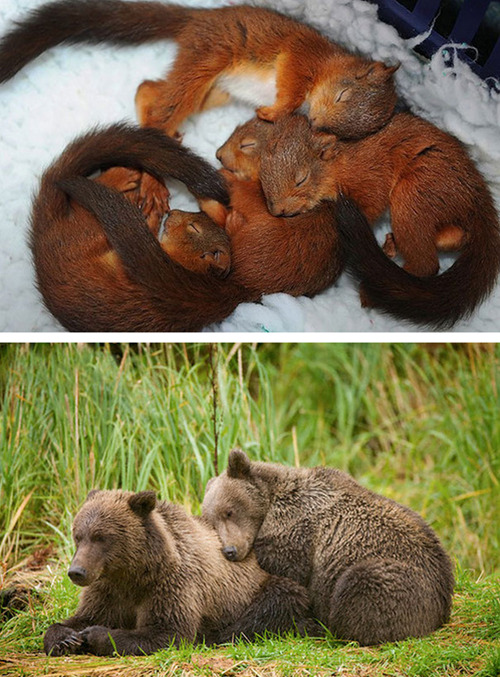 tastefullyoffensive:  Animals Using Other Animals as Pillows [boredpanda]Previously: