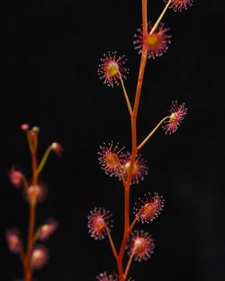 jeremiahsplants:  This red Drosera menziesii ssp. basifloa looks awesome glistening in the sun.  . . . #menziesii #drosera #basiflora #Droseramenziesii #Droseramenziesiibasifloa #menziesiibasifloa #tuberous #tuberoussundews #butterwort #sundew #sundews