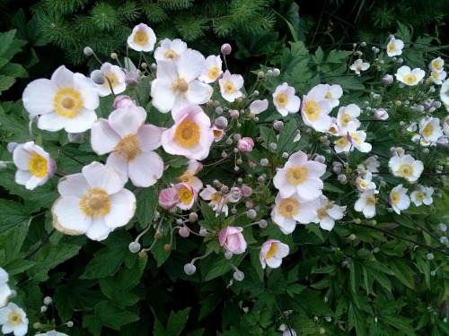 fluffyplant:what are these flowers called? x