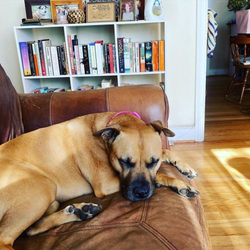 She’s so pretty! #pittie #pittbull #rescuedog #sleepydog #dog #dogofinstagramhttps://www.instagram