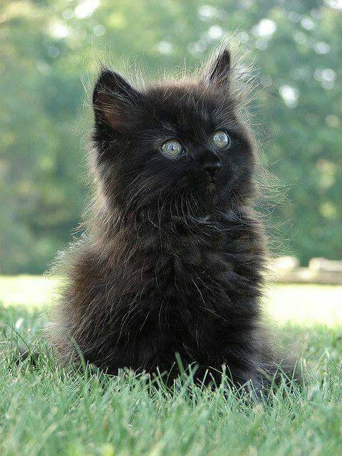 cuteandadorable:  Sweet❤❤