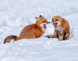 beautiful-wildlife:  Mom and kid by Gary