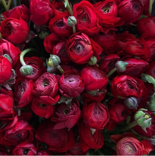 seansavestheworld:Theflowerhat