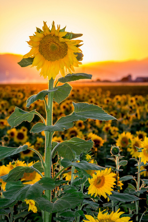 phantastrophe - California | Photographer -  Rod Heywood