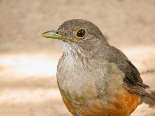  Sabiá-laranjeira/Rufous-bellied ThrushTurdus rufiventris 