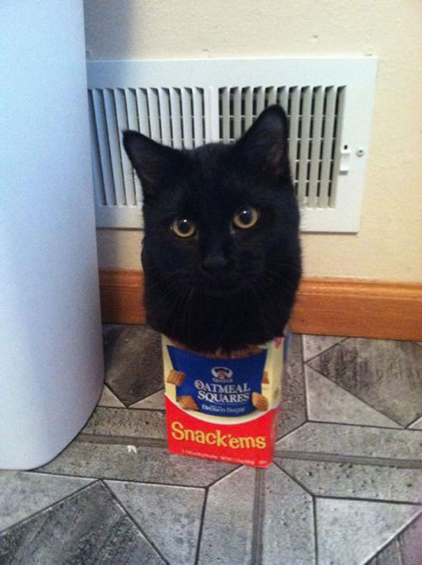tastefullyoffensive:  If It Fits, I Sits [via]Previously: Cats Stuck in Things 
