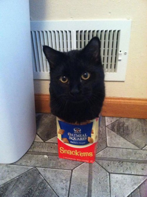 palmist:paigeabendroth:chauvinistsushi:tastefullyoffensive:If It Fits, I Sits [via]Previously: Cats 