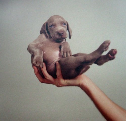 william wegman hand some via coc blog