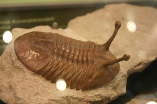 XXX mrcaptaincook:  fossilized moroccan trilobites! photo
