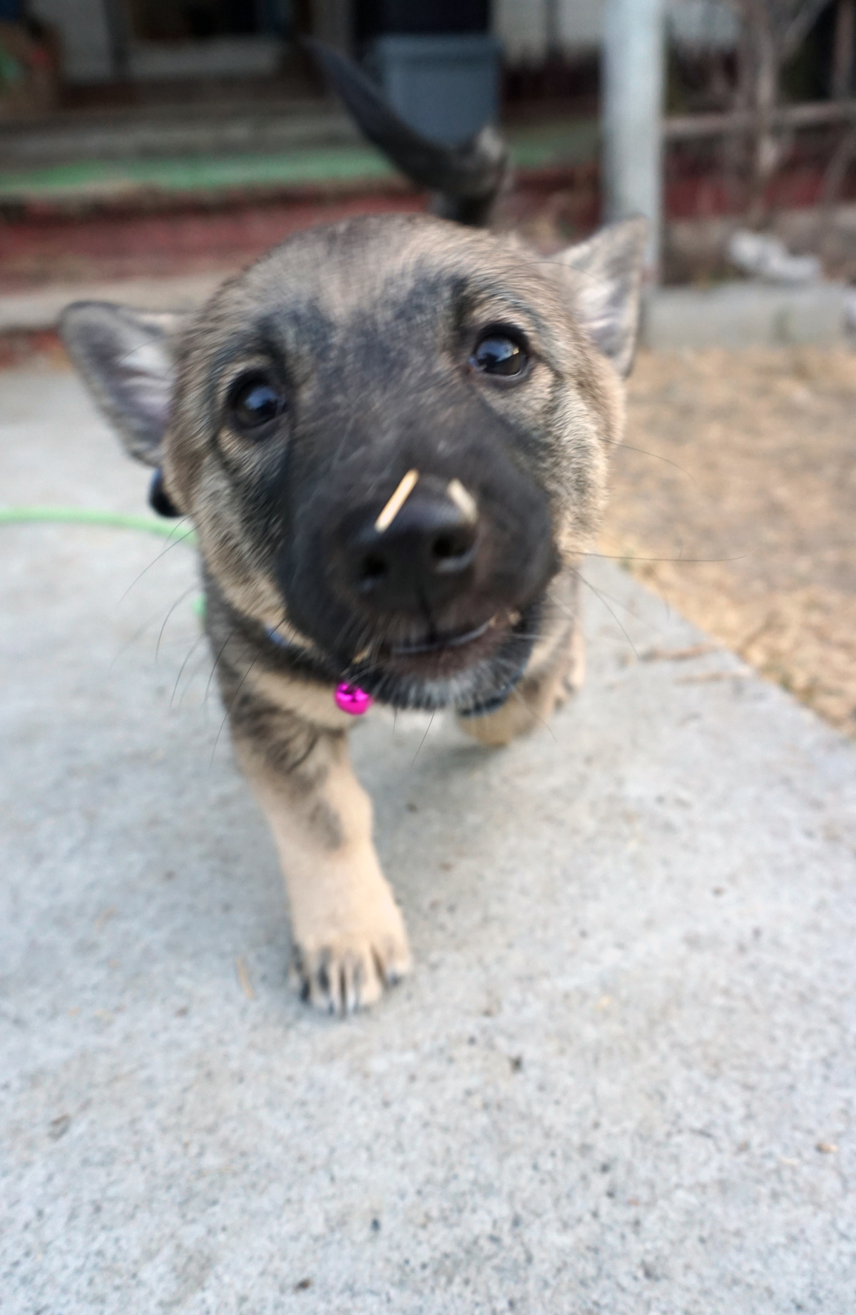 threestubbornvallhunds:  Puppy boops! ♥   
